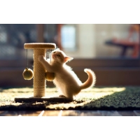 ���������� � ����� ������� ����