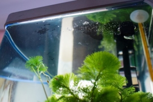 ������ �� ����: ��� ��������?