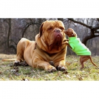 ������� ��� � ��������� ��������