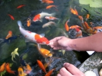 ������� ��������� �����