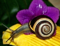 ������������ ������ ������