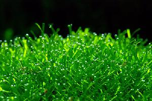 �������� ����� ����������� ��������